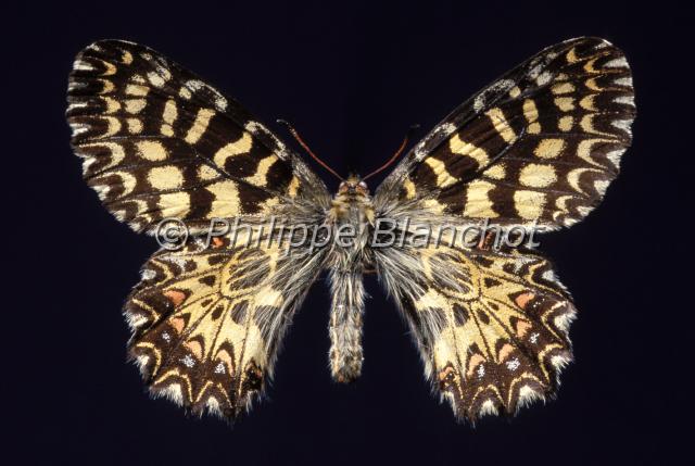 zerynthia polyxena.JPG - Zerynthia polyxenaDianeSouthern festoonLepidotera, PapilionidaePapillon protégé en France